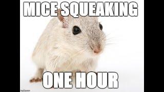 1 Hour mice squeaking - Sound effects