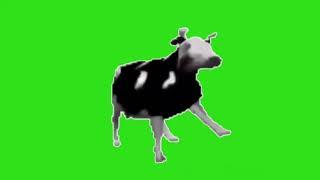 Polish cow -greenscreen