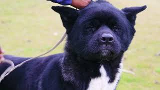 Babri Kennel || American Akita Professional Breeder || Rajakaran Singh ||  Scoobers