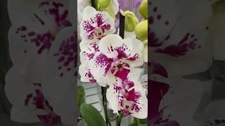 МЕТЕЛИК чи ні? Phalaenopsis San Sebastian #епіцентр #orchid