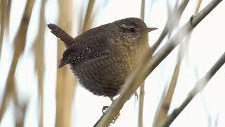 Northern Wren | Волове очко