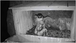 Double attack, a large horned Owl on a Falcon's nest 2020/06/06 & ダブルアタック、ファルコンの巣に大きな角のあるフクロウ