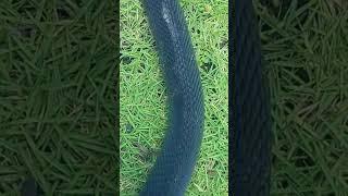 king'cobra terpanjang amazon kalimantan #shortsvidio #shorts