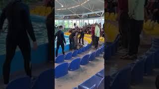 В минском дельфинарии во время выступления из воды выпрыгнул дельфин — его спасали зрители