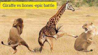 Giraffe vs liones -epic battle without breaking a sweat |Animals | Predator fight |Wildlife|#nature