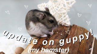 UPDATE ON MY HAMSTER (guppy)