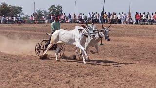 harshit patel kudwari pachgaon aur dhenki wala bail | racing bull | ox races