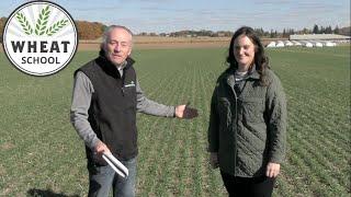 Wheat School: Narrow rows drive winning winter wheat