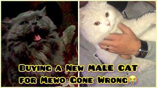 Meow's Anger  Rection on new Cat || ID 🪪 card bnwane gae pr zalil ho kr wapisVeg plao in dinner