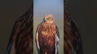 Dignity Deterrent, Bob Eagle (male)# Wildlife Zero Distance # Everything has Spirit