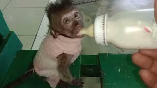 Bayi Monyet lagi Mimi Susu