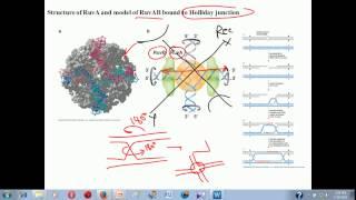 Genetic recombination lecture 1 | homologous recombination