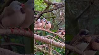 Longtailed Finches breeding pair in outdoor bird aviary | Bird Sounds | Finches chirping