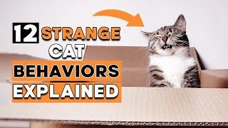 12 Weird Cat Behaviors Explained