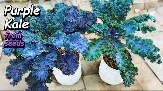 Growing Kale from Seed to Harvest in Containers & Grow Bags - Step by Step