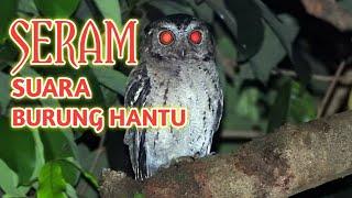 SUARA BURUNG HANTU PALING SERAM || Jangan nonton sendirian