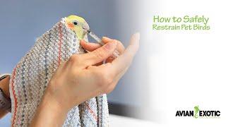 How to Safely Restrain Pet Birds