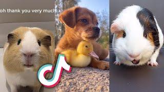 The CUTEST ANIMALS from TIKTOK to MAKE YOU HAPPY...