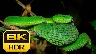 8k Ultra HD Snake Videos Collection COLORFUL WILDLIFE Snake