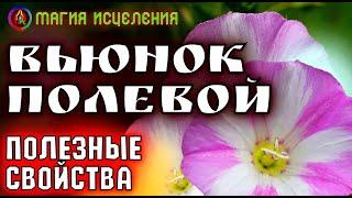 Вьюнок полевой, польза и применение | Что творит вьюнок, полезные сорняки