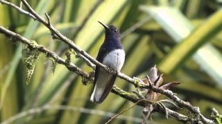 White-necked Jacobin