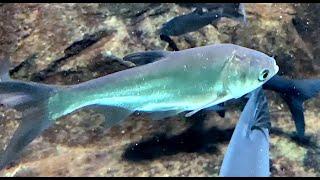 ハクレン　Silver carp　Hypophthalmichthys molitrix
