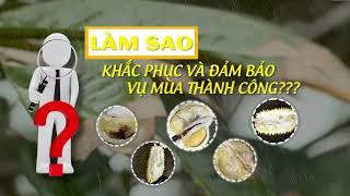 Sầu riêng sượng cơm, cách khắc phục? - KỸ THUẬT 2 NÔNG