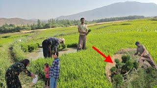 Nomadic lifestyle: Master of Nowruz in the rice field