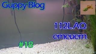 Guppy Blog Folge #18 | 112L AQ für Rückkehr erneuern | Guppys vom Aquarium bis Teich 2017