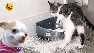 Funniest Cats And Dogs Videos  - Best Funny Animal Videos 2024 #6