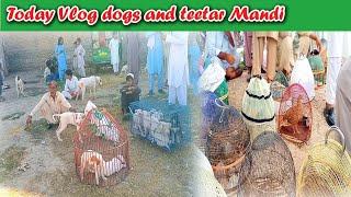 today vlog kohat dogs & birds mandi