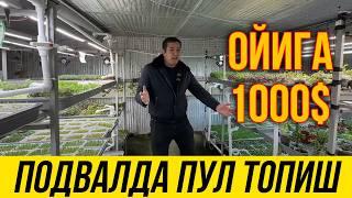 ЯНГИЛИК ИХТИРО УЗБЕКИСТОНДА ОССОН БИЗНЕС ПОДВАЛДА ОЙИГА 1000$ ПУЛ ДАРОМАД