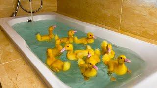 Ducklings swim in the bath