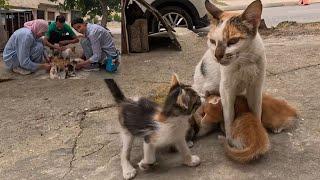 As soon as Mama Cat came down from the top, all the kittens came out for a boob.