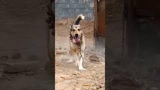 Legend dog ,,  #shorts #volkodav #ytshorts #1million #subscribe #animals #dogbreeds #shorts