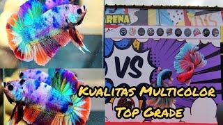 Kualitas Ikan Cupang Multicolor Top Grade