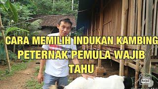 Trik jitu memilih indukan kambing!