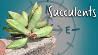 Learning about Succulents with the Black Botanists - Saguaro National Park | OutSCIder Classroom