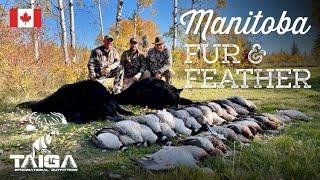 Fast Action Black Bears & Waterfowl in Manitoba!!