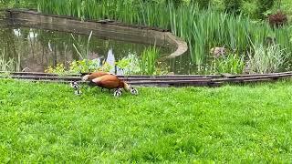 Ruddy Shelduck. Рыжая утка Огарь. Прогулки с утятами