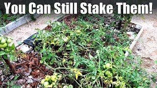 Staking Overgrown Tomatoes