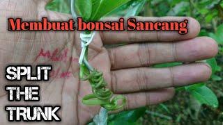 CARA MEMBUAT BONSAI SANCANG PELINTIR EXTREM ||PREMNA MICROPHYLLA