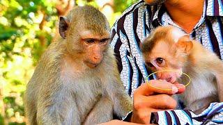 Monkey Rainbow & Baby Tinky is Getting Rambutan from Cameraman.