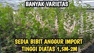 JUAL BIBIT ANGGUR IMPORT BANYAK JENIS || SEDIA YANG TINGGI DIATAS 1,5M-2M