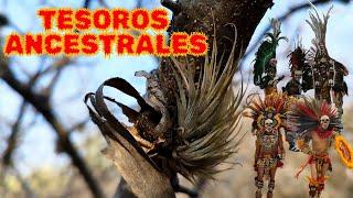 TESOROS ANCESTRALES RELIQUIAS DE UN CAMPO DE BATALLA ?? #metaldetecting