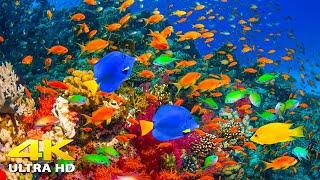 4K Stunning Underwater Wonders of the Red Sea + Relaxing Music - Coral Reefs & Colorful Sea Life