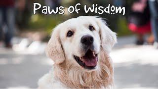 Why Are Dogs "Man's Best Friend"? | Paws Of Wisdom | London Uncovered Originals