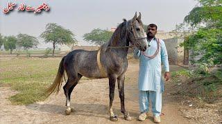 Best Horses For Sale In Pakistan 2024