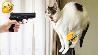New Funny Animals 2024  Funniest Dogs and Cats 