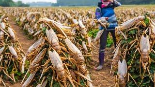 How Billions of Locusts Raise and Consume by Chinese - Locust Farming Techniques